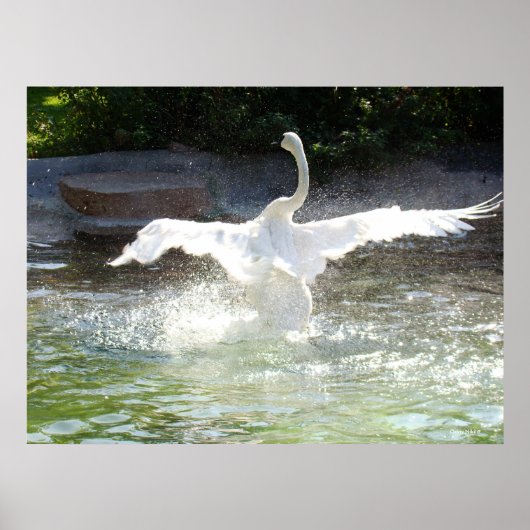 Schwan Poster (Vorne)