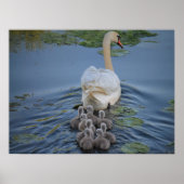Schwan Poster (Vorne)