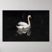 Schwan Poster (Vorne)