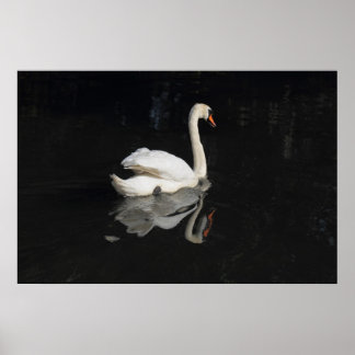 Schwan Poster