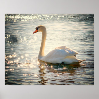 Schwan Poster
