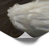 Schwan Poster (Ecke)