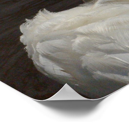 Schwan Poster (Ecke)
