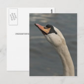Schwan Postkarte (Vorne/Hinten)