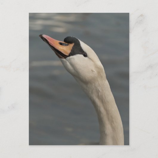 Schwan Postkarte (Vorderseite)