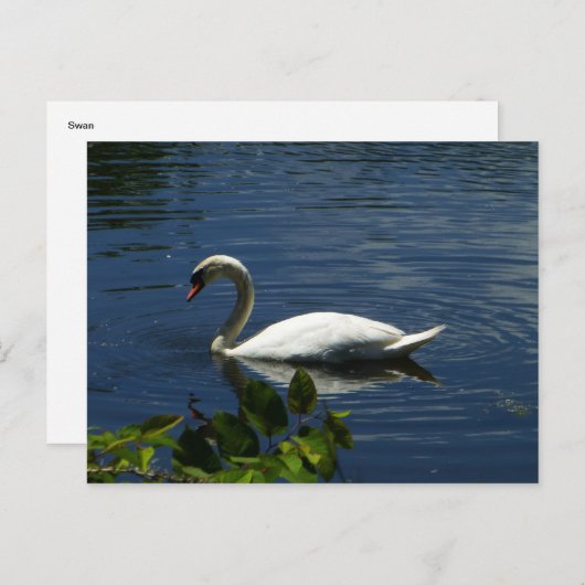 Schwan Postkarte (Vorne/Hinten)