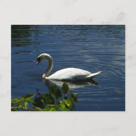 Schwan Postkarte (Vorderseite)