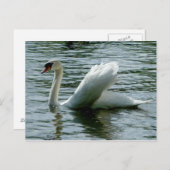 Schwan Postkarte (Vorne/Hinten)