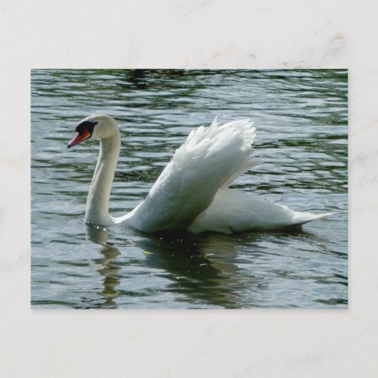 Schwan Postkarte (Vorderseite)