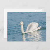 Schwan Postkarte (Vorne/Hinten)