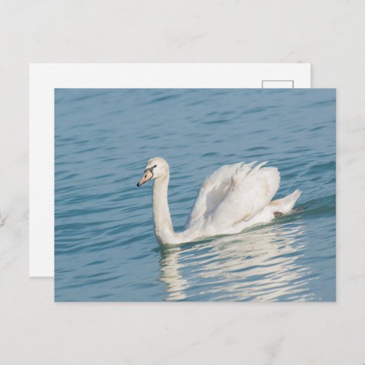 Schwan Postkarte (Vorne/Hinten)