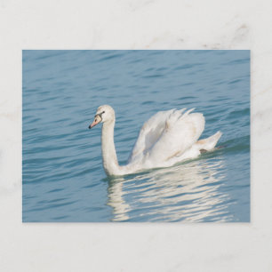 Schwan Postkarte