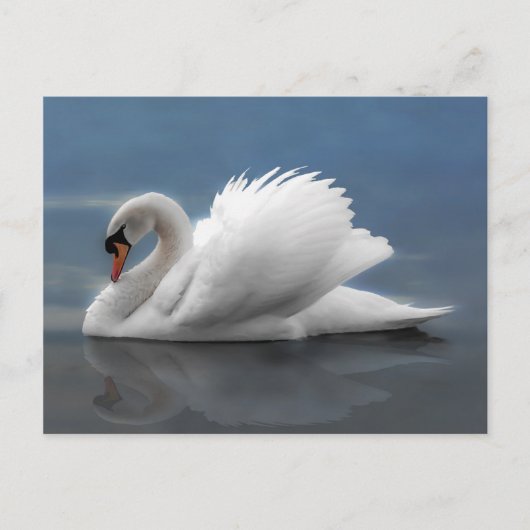 Schwan Postkarte (Vorderseite)