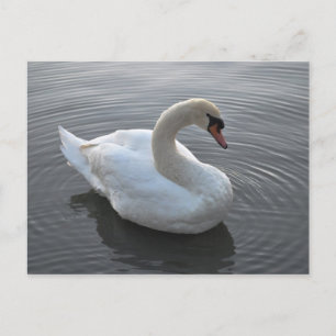 Schwan Postkarte
