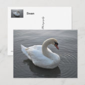Schwan Postkarte (Vorne/Hinten)