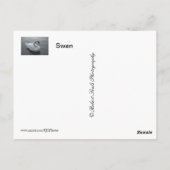 Schwan Postkarte (Rückseite)