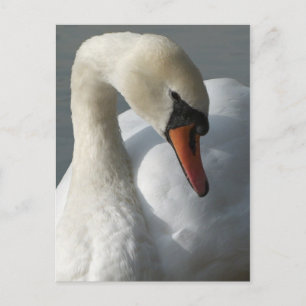 Schwan Postkarte