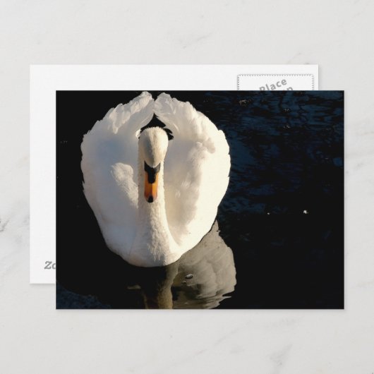 Schwan Postkarte (Vorne/Hinten)