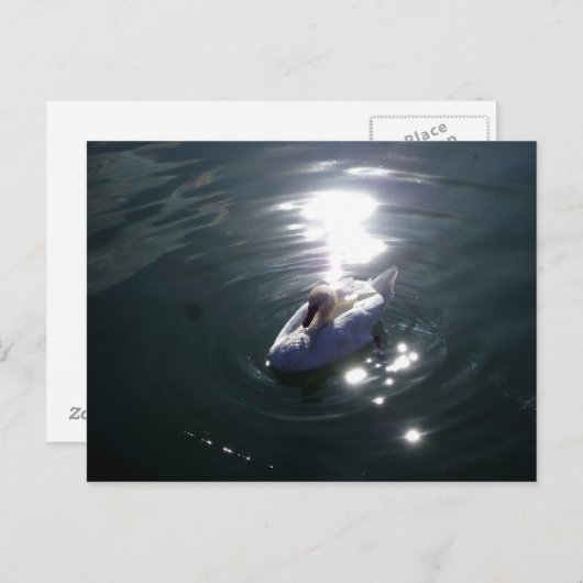 Schwan Postkarte (Vorne/Hinten)