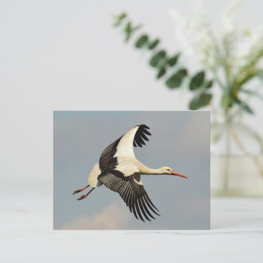 Schwan Postkarte (Stehend Vorderseite)