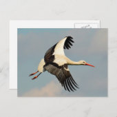 Schwan Postkarte (Vorne/Hinten)