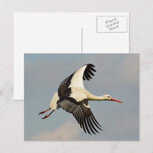 Schwan Postkarte (Vorne/Hinten)