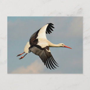 Schwan Postkarte