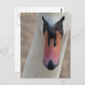 Schwan Postkarte (Vorne/Hinten)