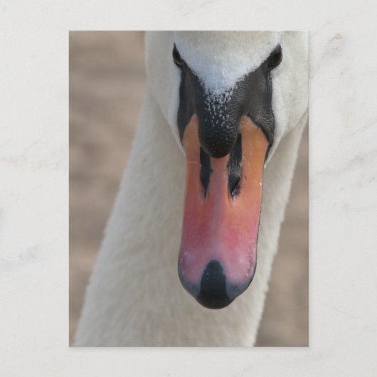 Schwan Postkarte (Vorderseite)