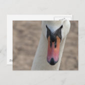 Schwan Postkarte (Vorne/Hinten)