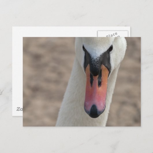 Schwan Postkarte (Vorne/Hinten)