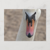 Schwan Postkarte (Vorderseite)