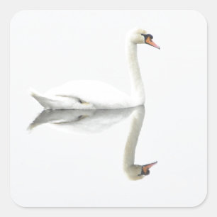 Schwan Quadratischer Aufkleber