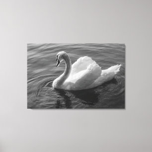 Schwan. Roath Park Lake, Cardiff, Wales B&W Leinwanddruck