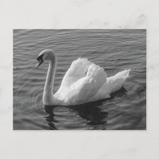 Schwan. Roath Park Lake, Cardiff, Wales B&W Postca Postkarte