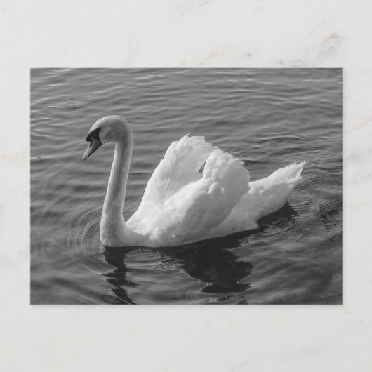 Schwan. Roath Park Lake, Cardiff, Wales B&W Postca Postkarte (Vorderseite)