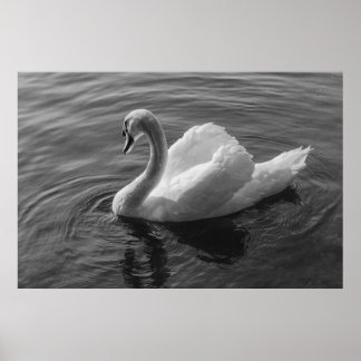 Schwan. Roath Park Lake, Cardiff, Wales B&W Poster
