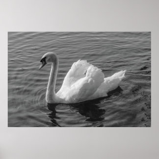 Schwan. Roath Park Lake, Cardiff, Wales B&W Poster