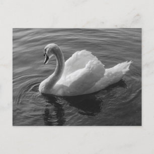Schwan. Roath Park Lake, Cardiff, Wales B&W Postkarte