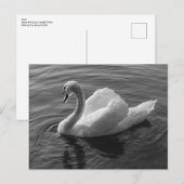 Schwan. Roath Park Lake, Cardiff, Wales B&W Postkarte (Vorne/Hinten)