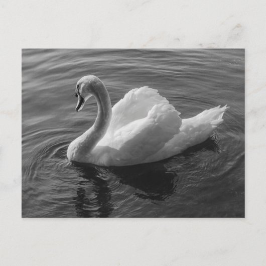 Schwan. Roath Park Lake, Cardiff, Wales B&W Postkarte (Vorderseite)