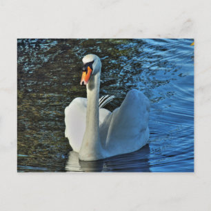 Schwan. Roath Park Lake, Cardiff, Wales. Postkarte