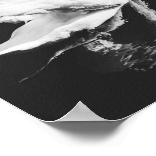 Schwan schwarz und weiß poster (Ecke)