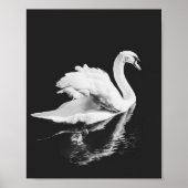 Schwan schwarz und weiß poster (Vorne)