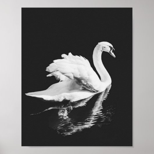 Schwan schwarz und weiß poster (Vorne)