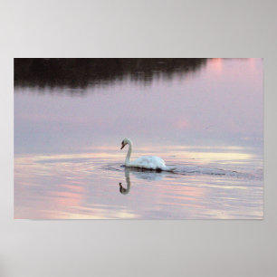 Schwan Spiegelungen Poster