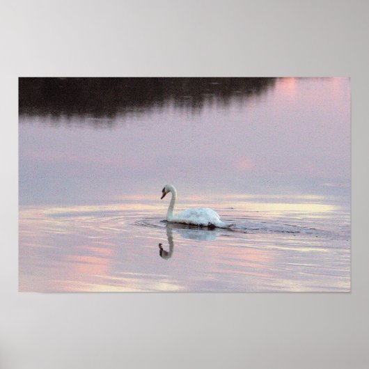 Schwan Spiegelungen Poster (Vorne)