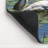 Schwan-u. Cygnets-Füttern Mousepad (Ecke)