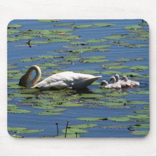 Schwan-u. Cygnets-Füttern Mousepad