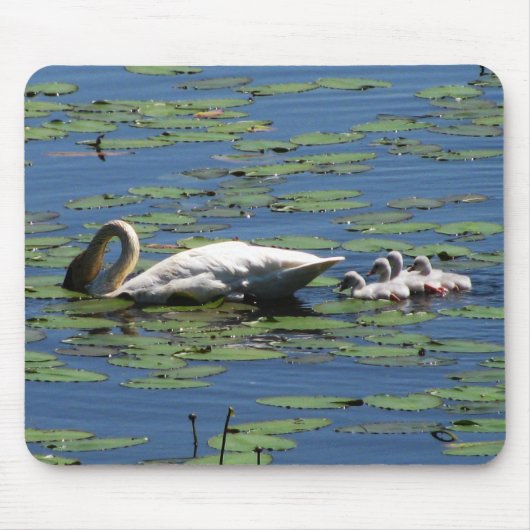 Schwan-u. Cygnets-Füttern Mousepad (Vorne)